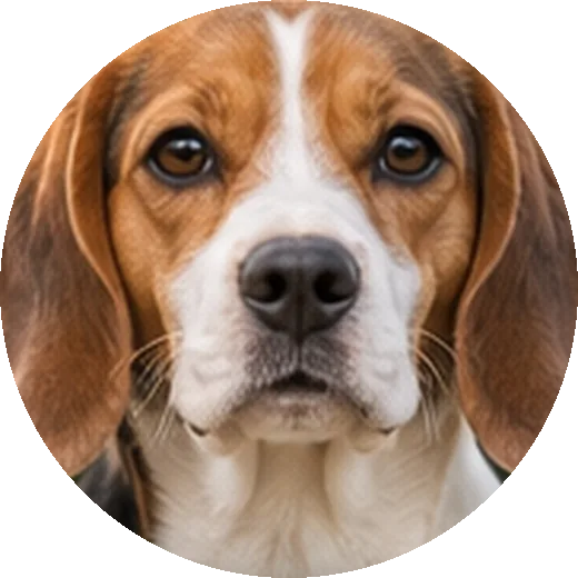 Beagle: glad jakthund som inte kommer när du ropar