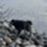 Bruno