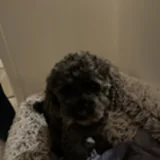 Teddy